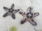 A green and orange starfish found on the beaches of Bohol