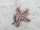 This is the starfish's underside. Right now, it is open as it tries to flip itself over.