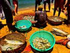 After a catch, the fisherman sort their fish