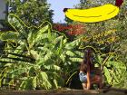 This local pathway at school has many banana trees!