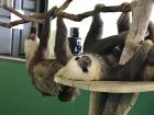 Sleepy sloths at the Gamboa Sloth Rescue