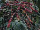 Mature coffee plant with coffee cherries 