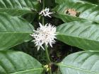 Blooming coffee plant (smells like jasmine!)