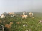 Cows in Jaca, Spain