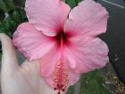 It's so warm here that hibiscus trees grow on the side of the road