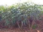 Mandioca plants have dark green leaves and woody stems. The root that people eat grows underground