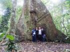 A huge tree we found in the jungle 