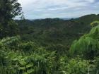 Green forests from the rain 