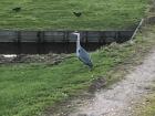 Dutch heron in nature preserve