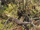 Can you tell if this is a male or a female sand lizard?