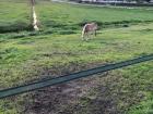 A horse at the farm near my house