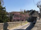 Flowers are blossoming in France