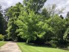 Searching for walnut trees in the park