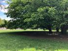 These trees make the perfect shady spot