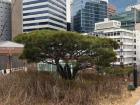 A tree in the middle of the city