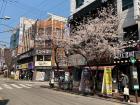 The street of Anam when the sky is clear and the cherry blossoms are blooming.