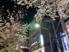 This is a night view of Anam Station when cherry blossoms are starting to bloom.