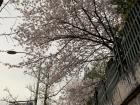 Although it was a cloudy day, the cherry blossoms still beautified the sky