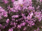 Another beautiful bush of flowers at Gyeongbokgung Palace.