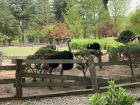 Ostriches live on Nami Island