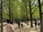 A lane of metasequoia trees