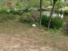 Rabbits also freely roamed around the island