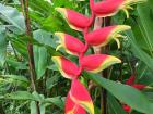 Heliconia - Hanging Lobster Claw