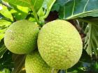 Breadfruit