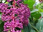 Can you name this tropical plant?