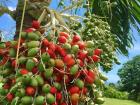 These berry-like fruits were found on a palm tree in Samoa!