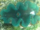 Approach these giant clams with caution, as they are known to shut their shells very quickly!