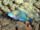 Colorful parrotfish like this one are common in the Pacific Ocean