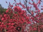 These are flowers from a prunus persica tree--can you guess the type of fruit this tree bears?