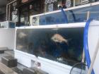 Huge catches in the tanks outside this small restaurant in Seogwipo