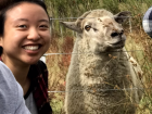 I took a photo with a sheep