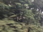 The bus is fast enough that I see blurred trees