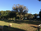 Many sheep grazing in Cornwall Park