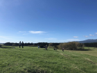 Do you see the terraces on the Raho Ruru site?