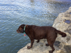 This chocolate lab is Kate's dog Coco!