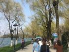 Beautiful willow trees next to a lake 