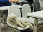 Famous stray dog Casper who would take naps during university class 