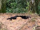 A spider monkey lying down and relaxing