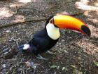 A toucan my friend saw and photographed