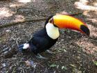A toucan my friend saw and photographed