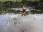 Our host family's dog in the lake in Santa Rita