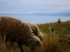Sheep grazing on the mountain