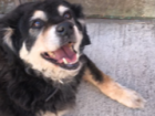 A really friendly street dog I came across in Valparaiso while walking one day!