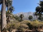 A view of the vegetation at La Campaña