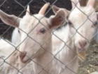 Goats belonging to the Atacameno people