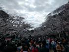 This street was shut down for the cherry blossom viewing; so many people